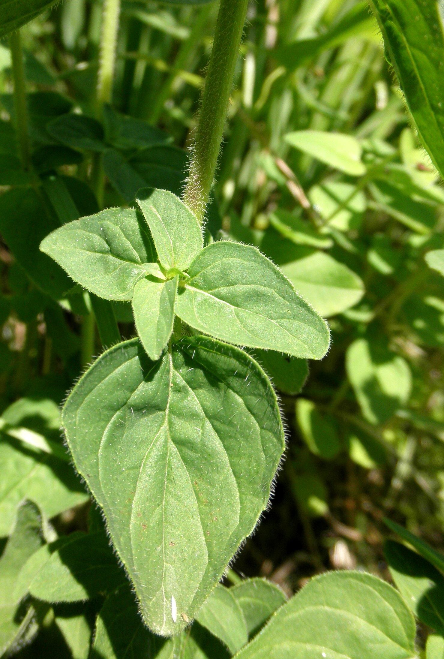 Origanum vulgare (door Bert Verbruggen)