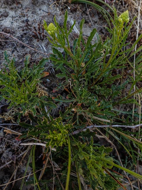 Reseda lutea (door Peter Hegi)