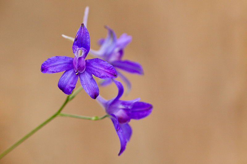 Consolida regalis (door John Breugelmans)