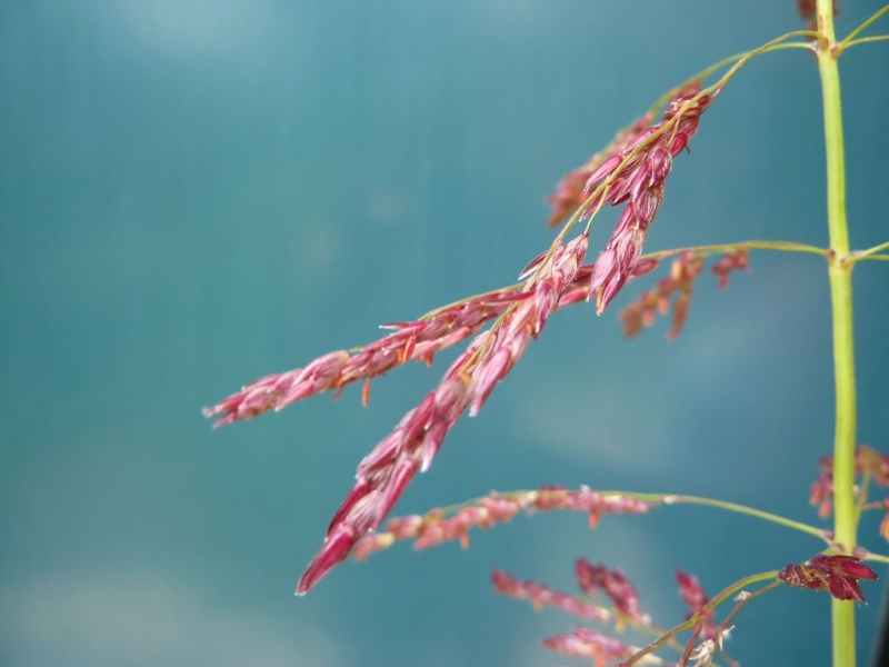 Sorghum halepense (door Koen van Zoest)