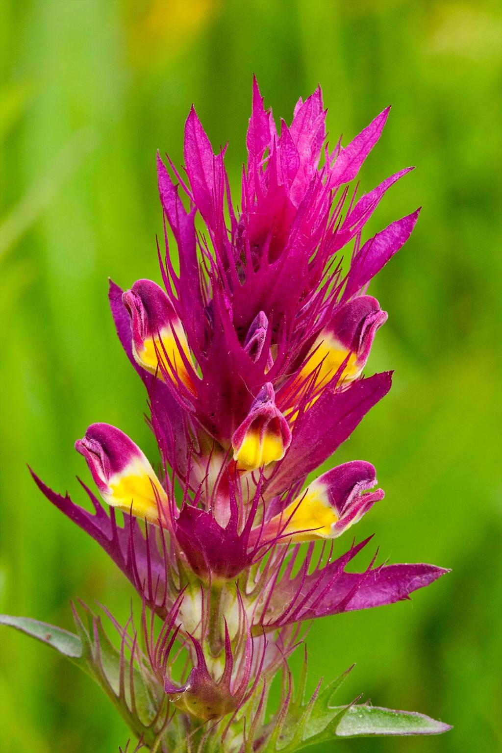 Melampyrum arvense (door John Breugelmans)