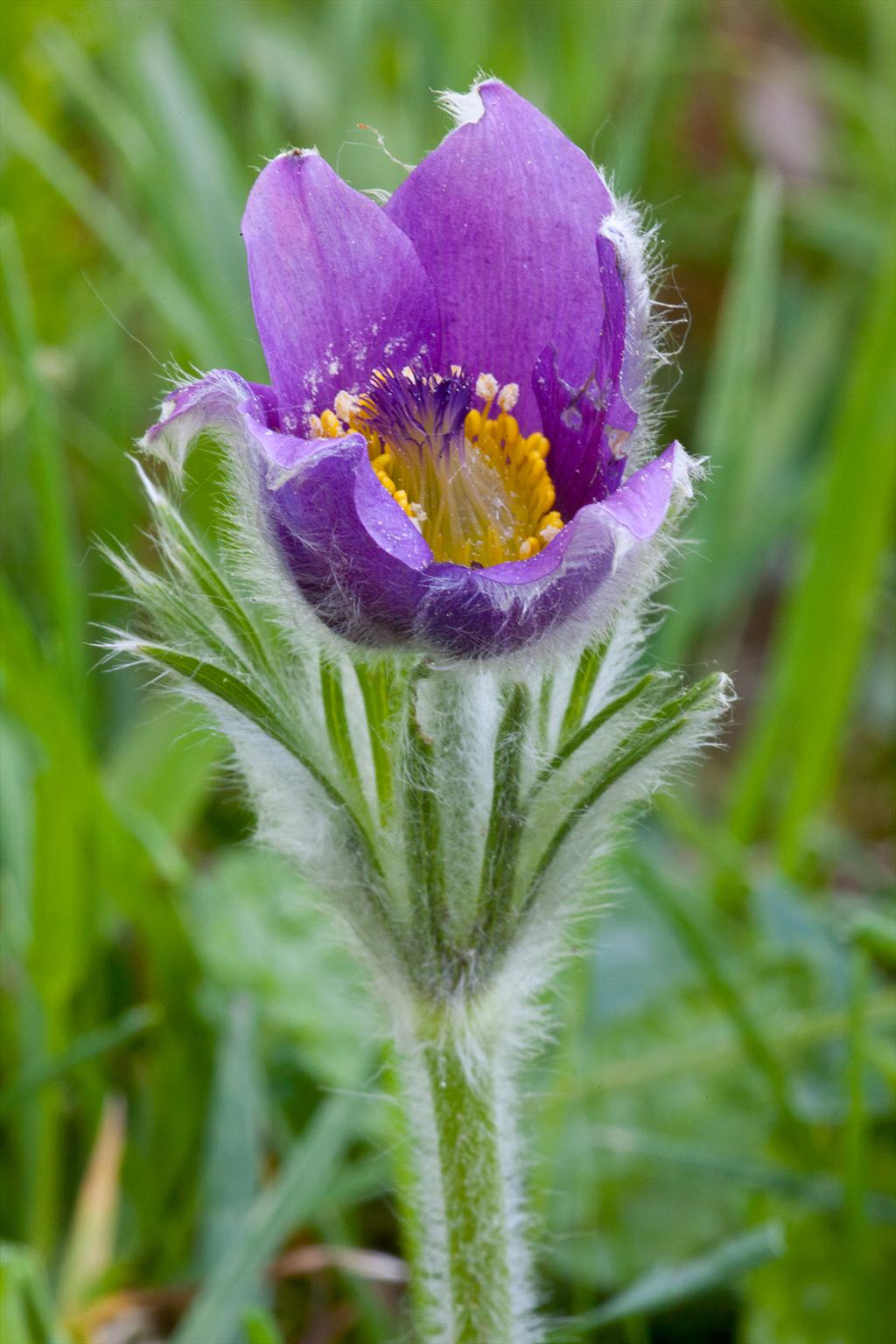 Pulsatilla vulgaris (door John Breugelmans)