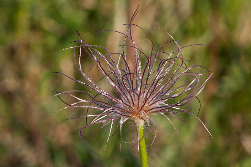 Pulsatilla vulgaris (door John Breugelmans)