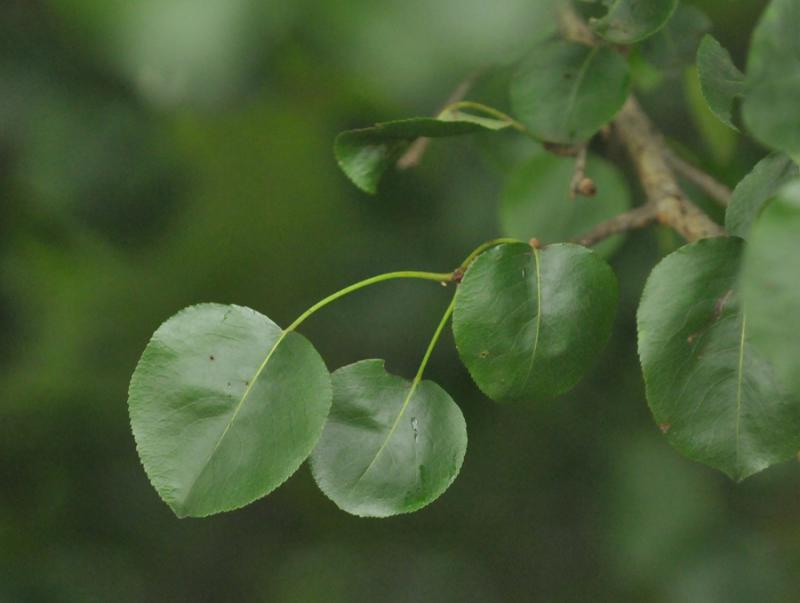 Pyrus pyraster (door Theo Muusse)