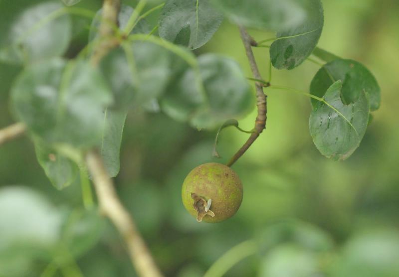 Pyrus pyraster (door Theo Muusse)