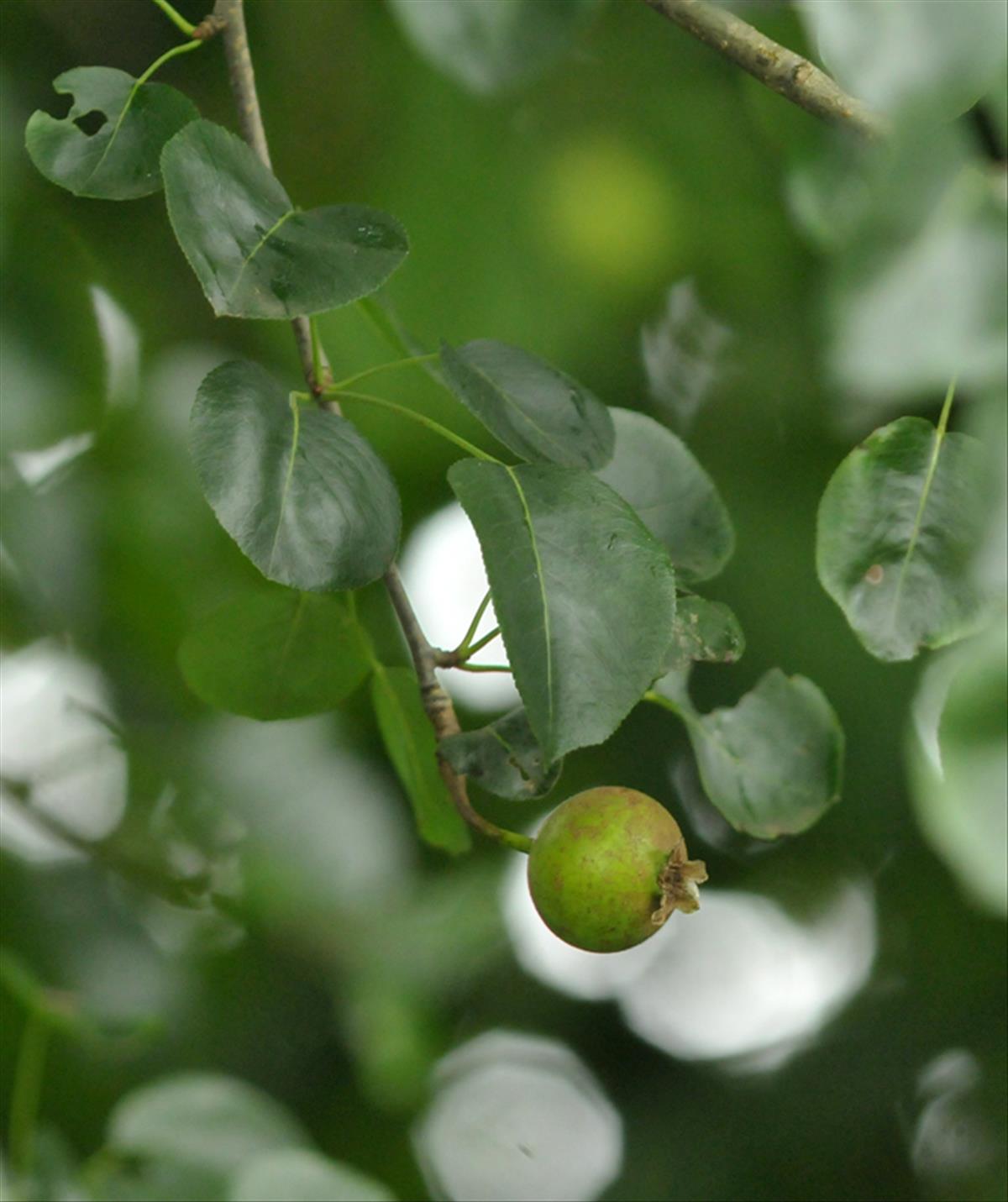 Pyrus pyraster (door Theo Muusse)