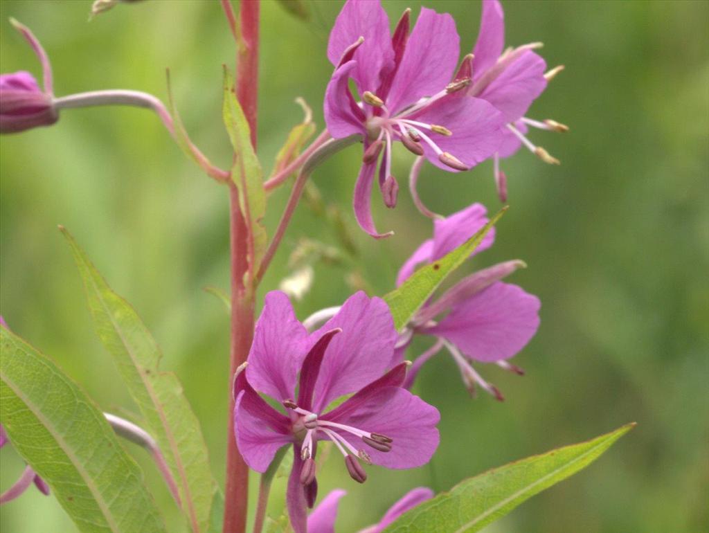 Chamaenerion angustifolium (door Peter Hegi)