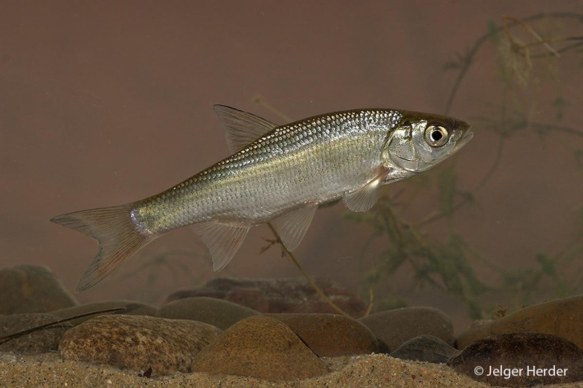 Leuciscus idus (door Jelger Herder)