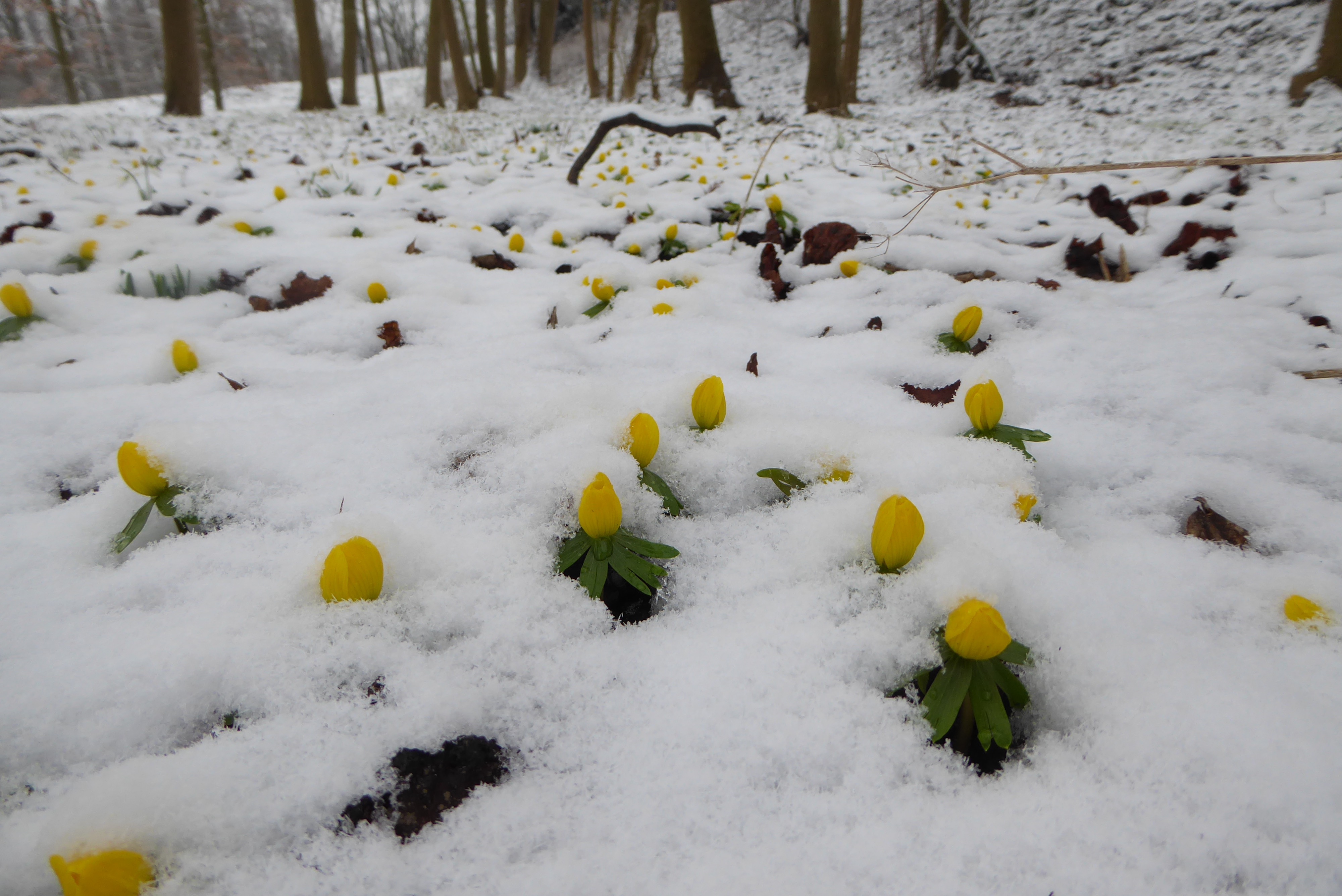 Eranthis hyemalis (door Koen van Zoest)