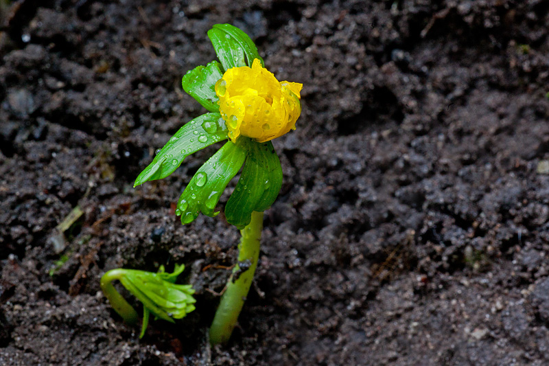 Eranthis hyemalis (door John Breugelmans)