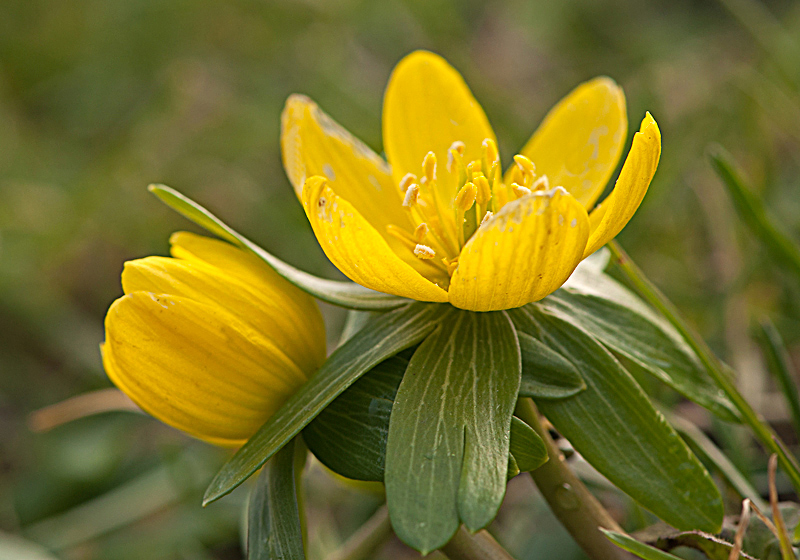 Eranthis hyemalis (door Wijnand van Buuren)