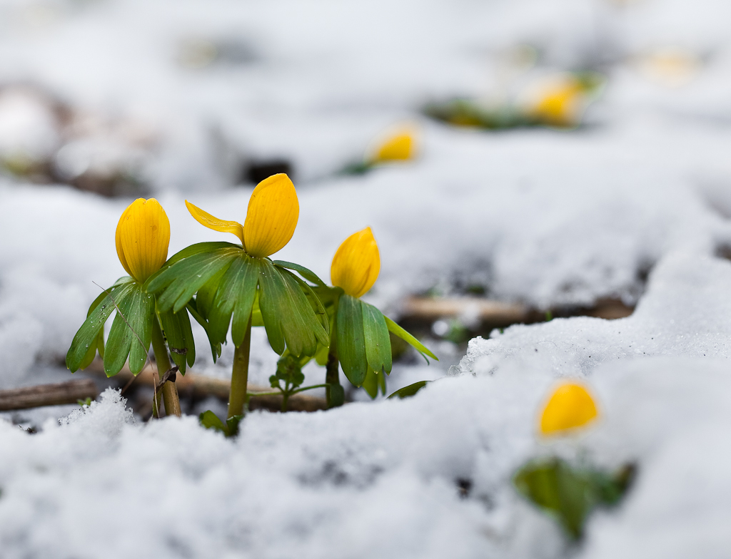 Eranthis hyemalis (door Joost Bouwmeester)