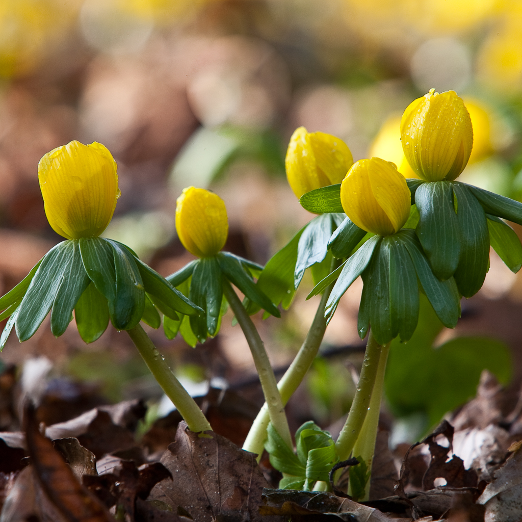 Eranthis hyemalis (door Joost Bouwmeester)