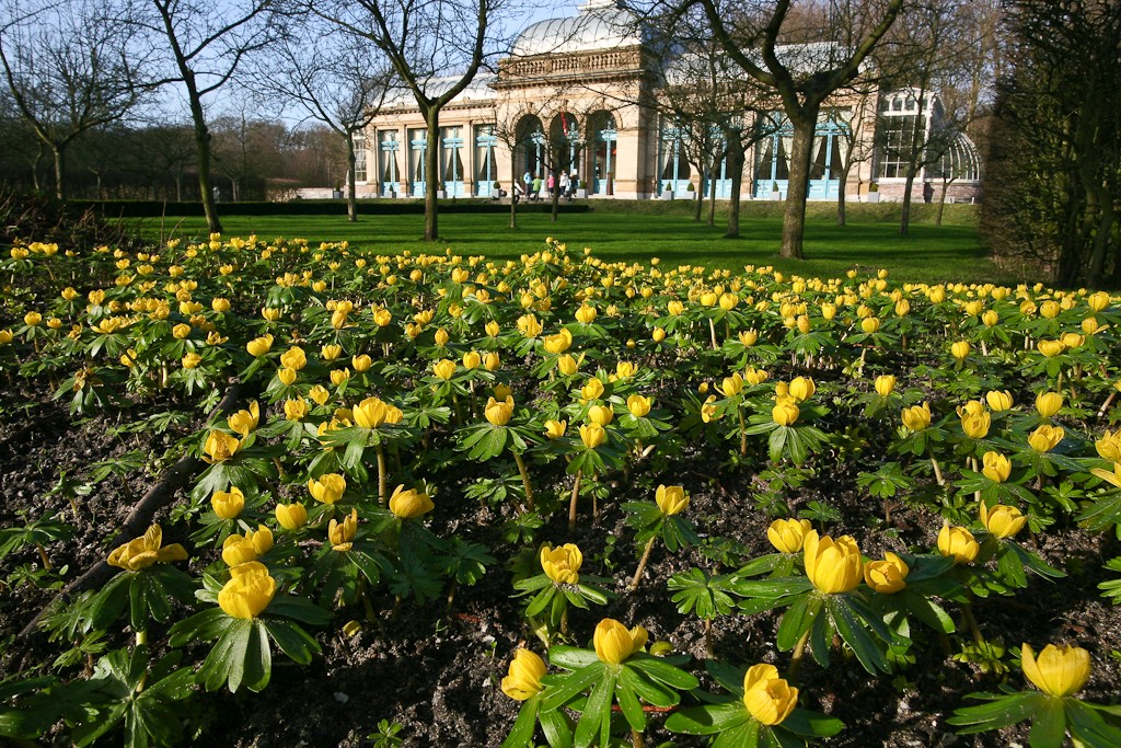 Eranthis hyemalis (door Joost Bouwmeester)