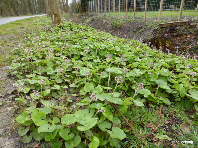 Petasites pyrenaicus (door Grada Menting)