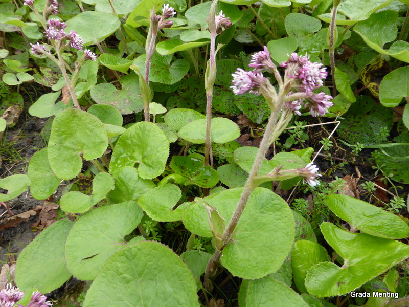 Petasites pyrenaicus (door Grada Menting)