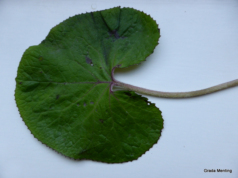 Petasites pyrenaicus (door Grada Menting)