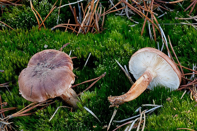 Tricholoma albobrunneum (door John Breugelmans)