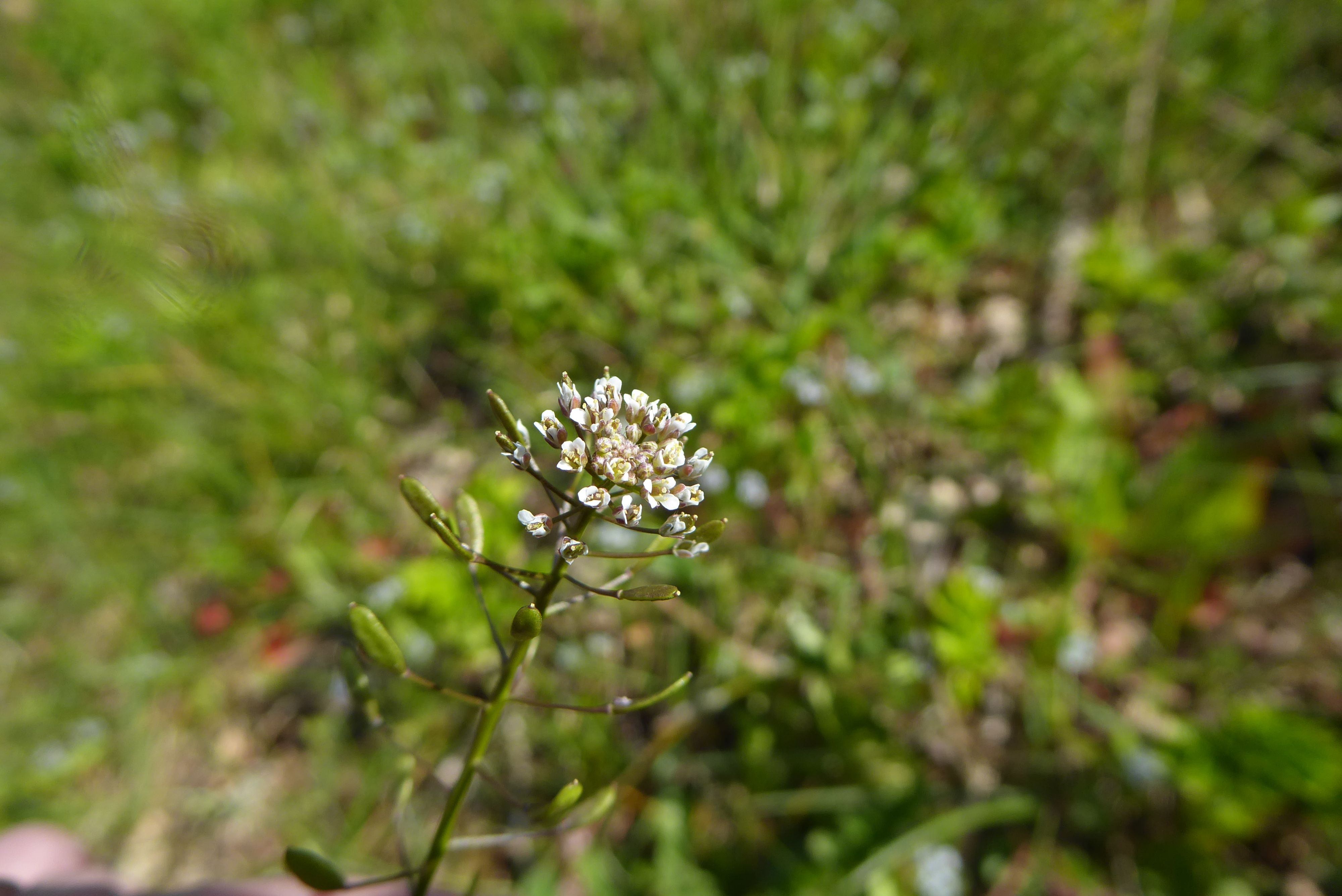 Draba muralis (door Koen van Zoest)