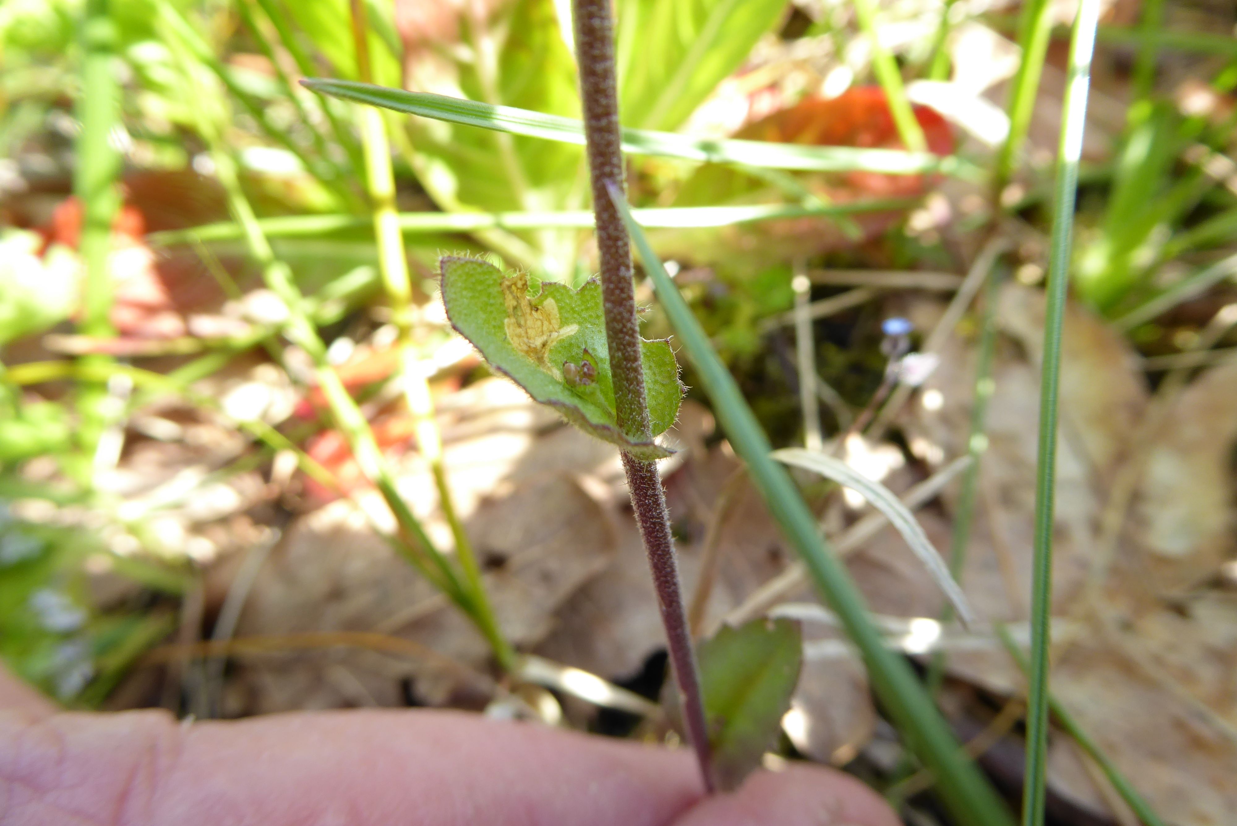 Draba muralis (door Koen van Zoest)