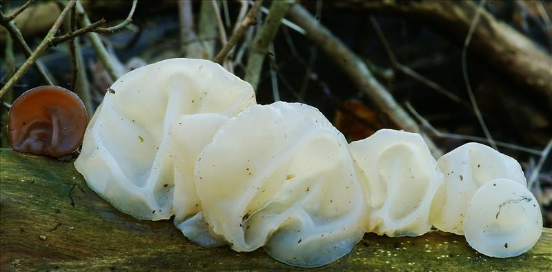 Auricularia auricula-judae var. lactea (door Henk Remijn)