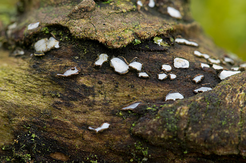 Propolis farinosa (door Hans Adema)