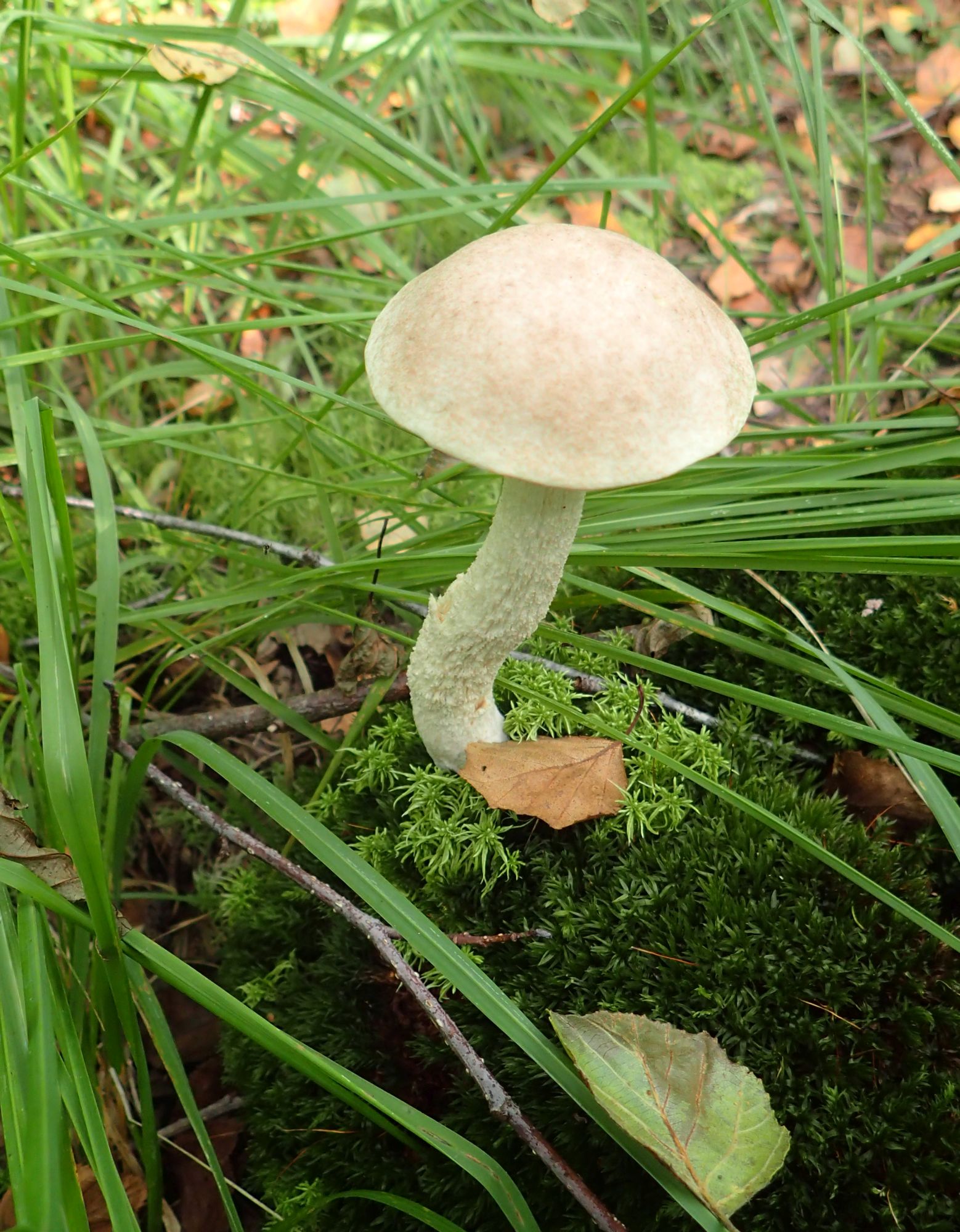 Leccinum holopus (door Peter Eenshuistra)