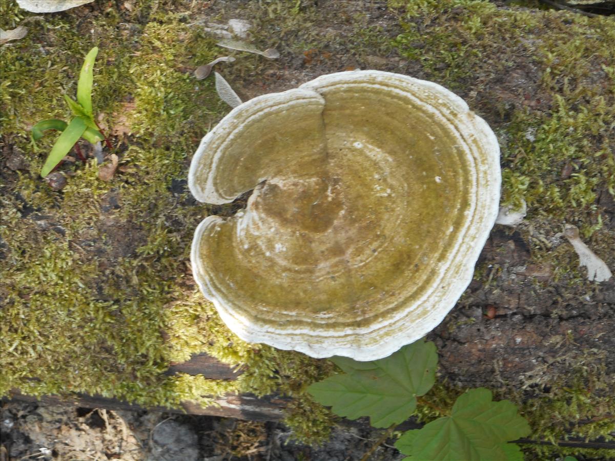 Trametes gibbosa (door Giel van der Pluijm)