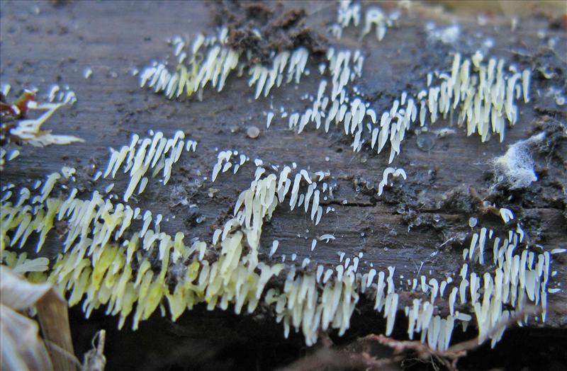 Mucronella calva (door Hannie Wijers)