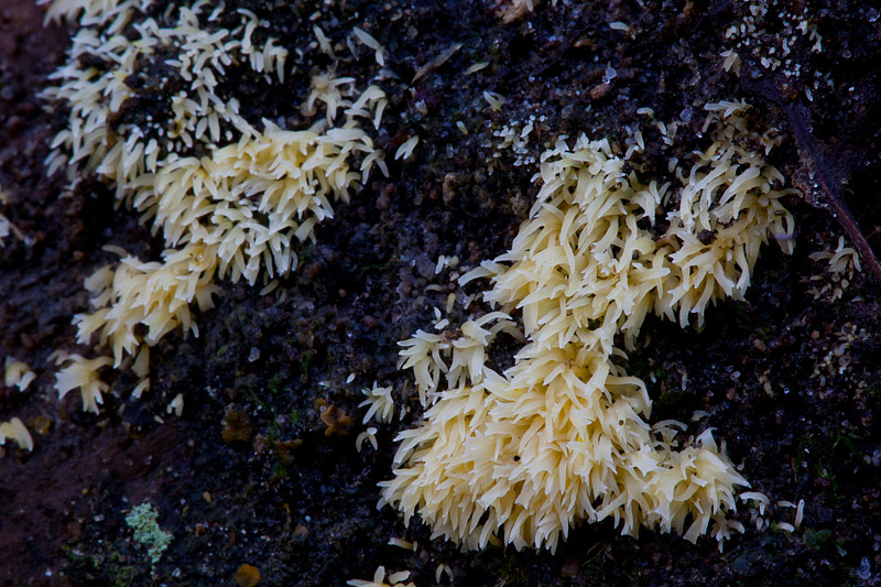 Mucronella calva (door John Breugelmans)