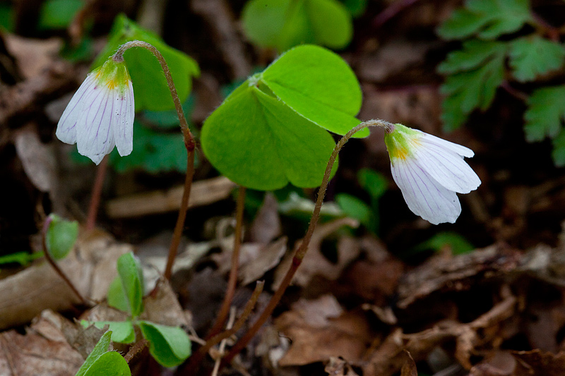 Oxalis acetosella (door John Breugelmans)