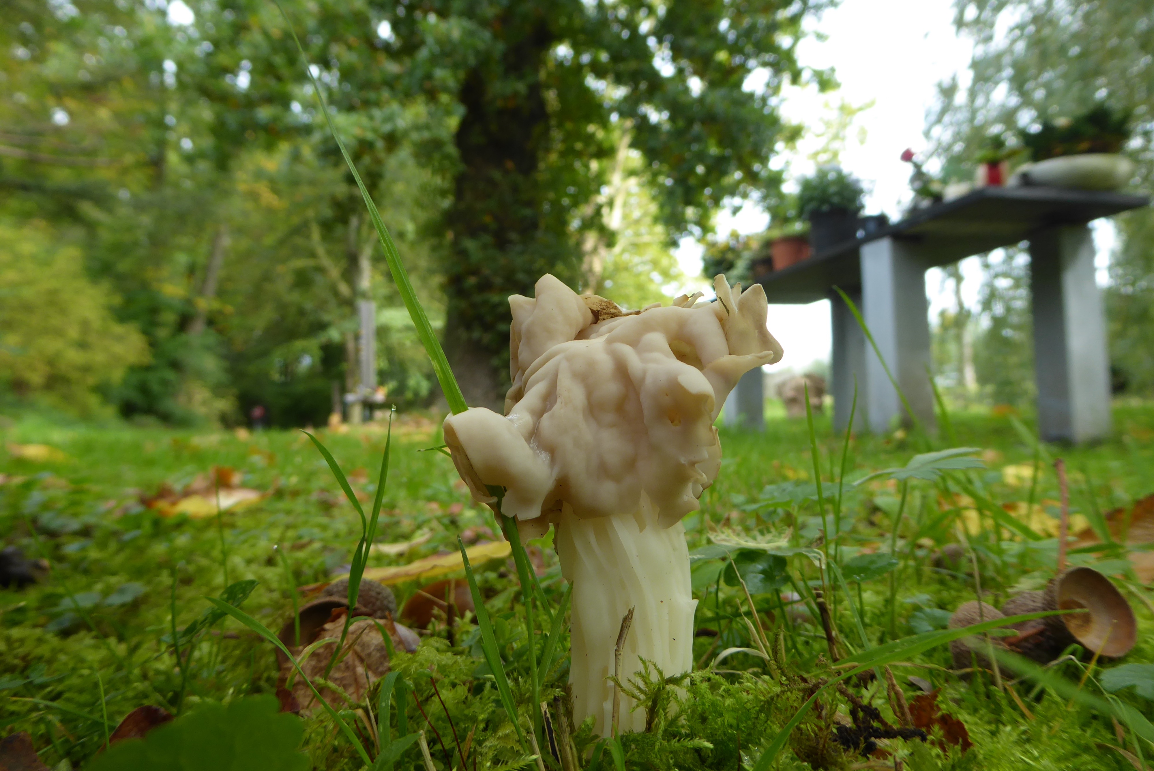 Helvella crispa (door Koen van Zoest)