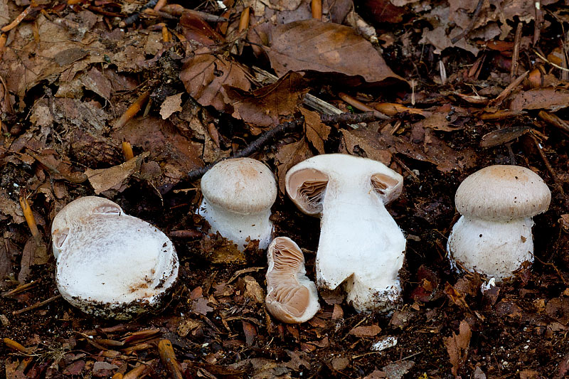 Cortinarius turgidus (door John Breugelmans)