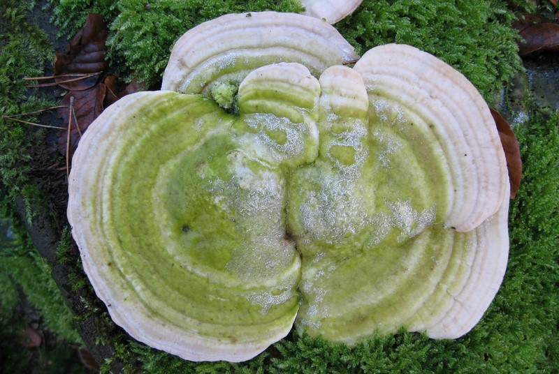 Trametes gibbosa (door Gio van Bernebeek)