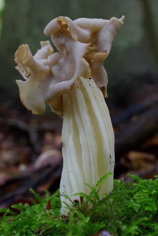 Helvella crispa (door Gio van Bernebeek)