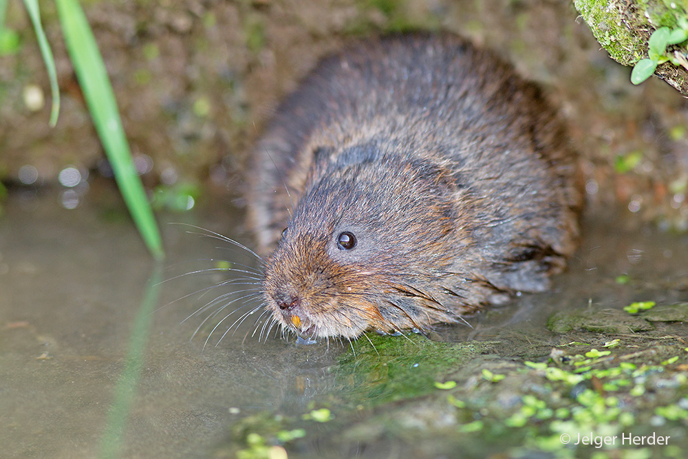 Arvicola amphibius (door Jelger Herder)