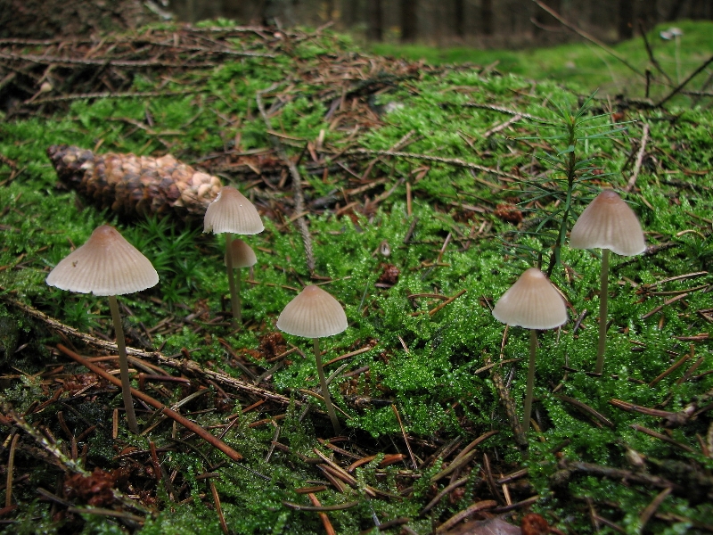 Mycena metata (door Dinant Wanningen)