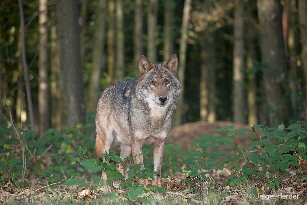 Canis lupus (door Jelger Herder)