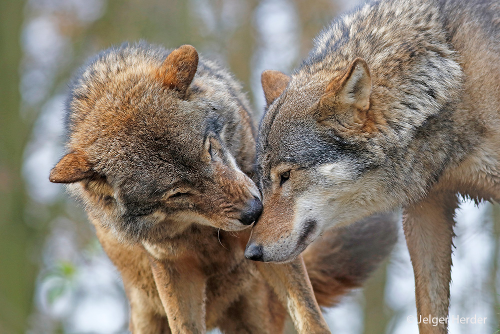 Canis lupus (door Jelger Herder)