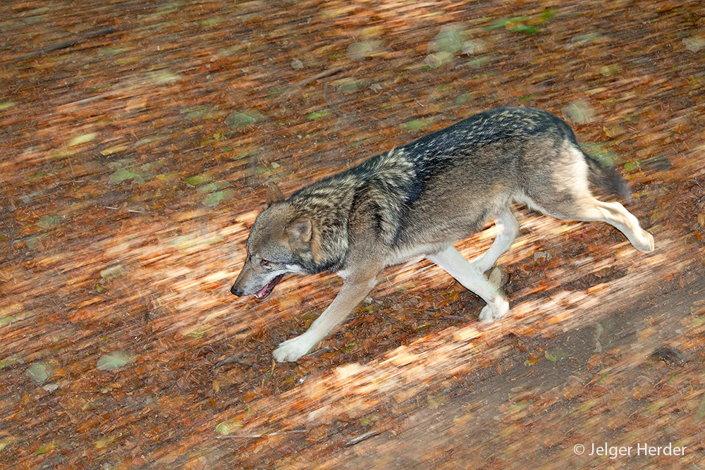 Canis lupus (door Jelger Herder)