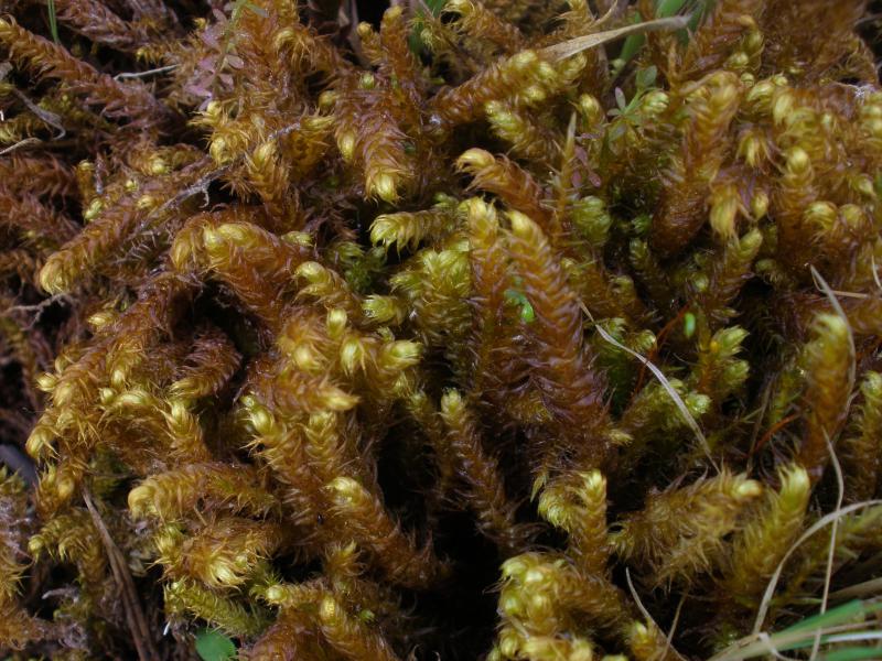 Pseudocalliergon lycopodioides (door Maarten Langbroek)