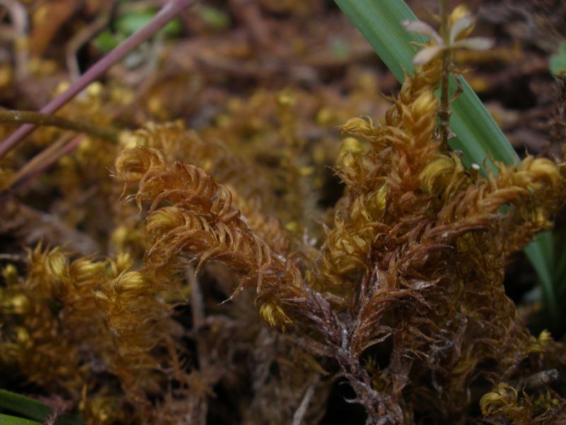 Pseudocalliergon lycopodioides (door Maarten Langbroek)