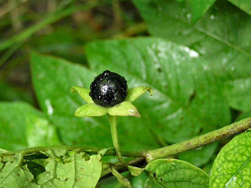 Atropa bella-donna (door Grada Menting)