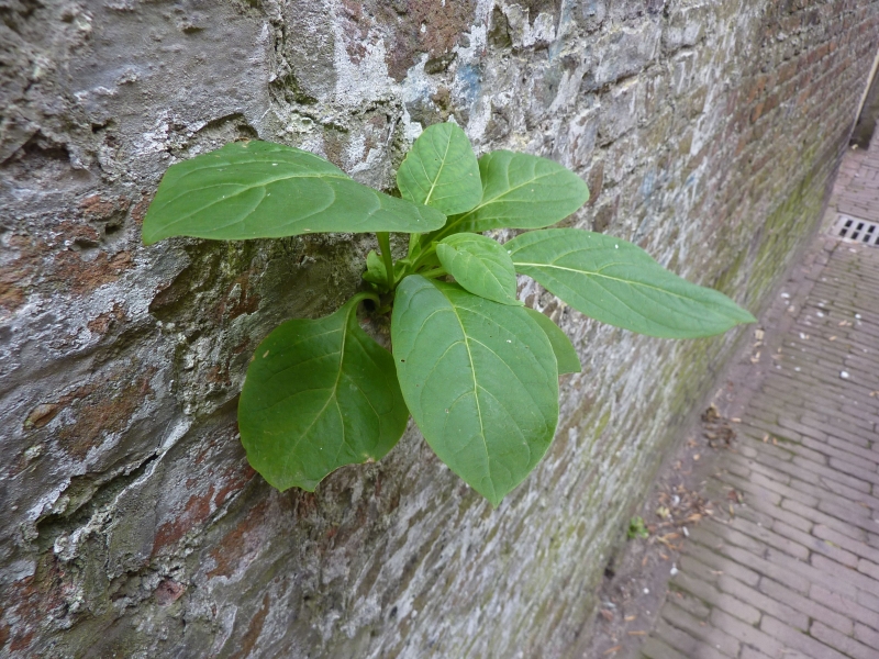 Atropa bella-donna (door Koen van Zoest)