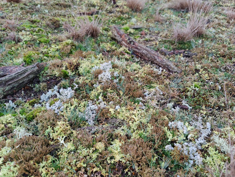 Stereocaulon saxatile (door Bjorn Alards)