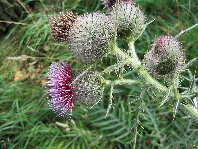 Cirsium eriophorum (door Grada Menting)