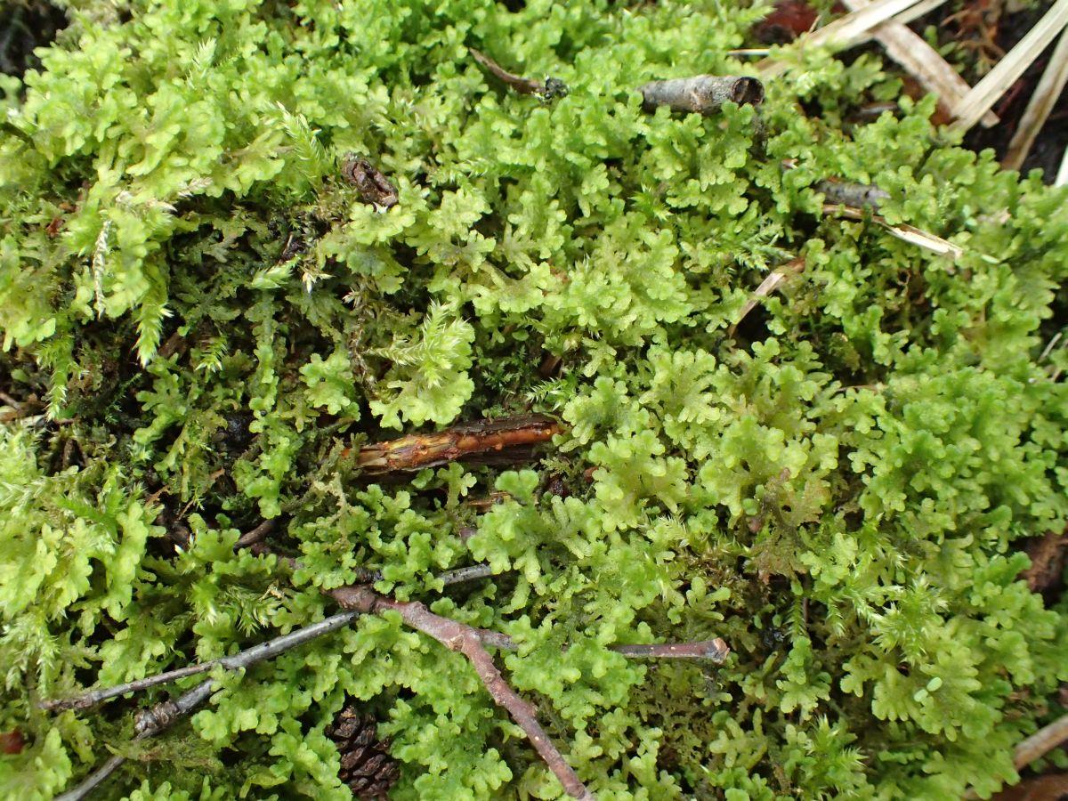 Trichocolea tomentella (door Peter Eenshuistra)