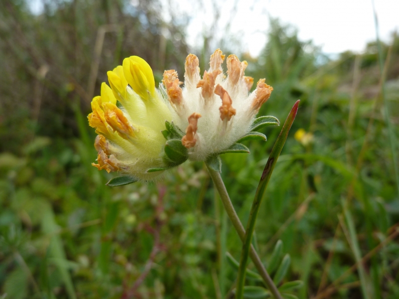 Anthyllis vulneraria (door Koen van Zoest)