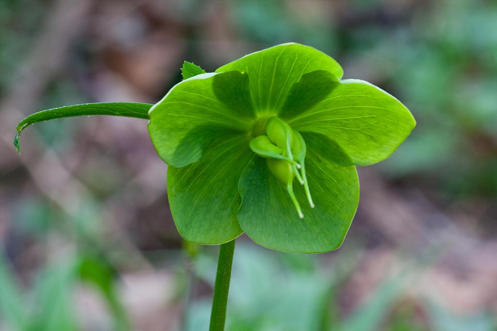 Helleborus viridis (door John Breugelmans)