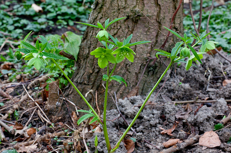 Helleborus viridis (door John Breugelmans)